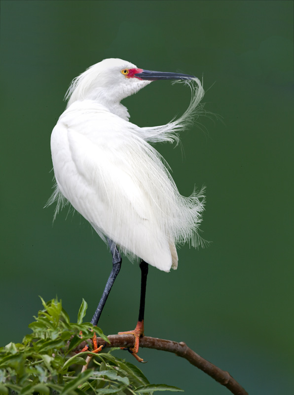 Curved feathers | Shutterbug